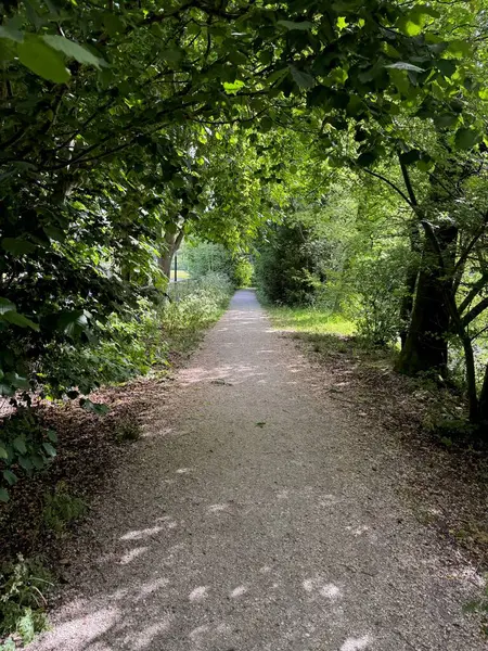 Yeşil ağaçlarla birlikte parkın içinden geçen patika görüntüsü