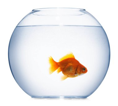 Akvaryumda yüzen altın balıklar. Temiz su beyazı izole edilmiş.