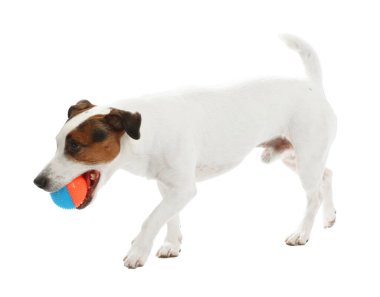 Beyaz arka planda oyuncakla oynayan sevimli bir köpek. Sevimli hayvan