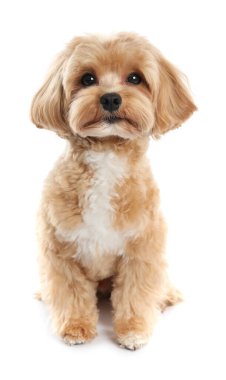 Beyaz arka planda sevimli bir Maltipoo köpeği. Sevimli hayvan