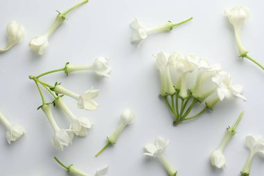 Beyaz arka planda güzel yasemin çiçekleri, düz uzanmış