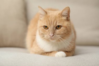 Evdeki kanepede yatan sevimli kızıl kedi.