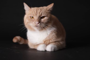 Siyah arka planda sevimli kızıl kedi. Sevimli hayvan.