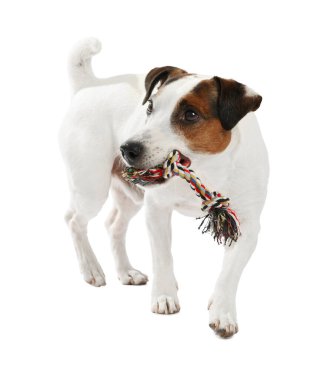 Beyaz arka planda oyuncakla oynayan sevimli bir köpek. Sevimli hayvan