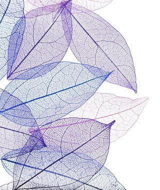 Güzel iskeletleşmiş yapraklar beyaz, üst manzara