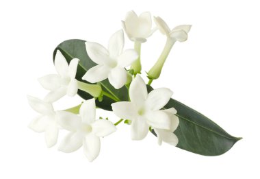 Güzel aromatik yasemin çiçekleri ve beyaz yapraklar.