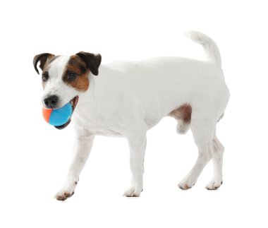 Beyaz arka planda oyuncakla oynayan sevimli bir köpek. Sevimli hayvan