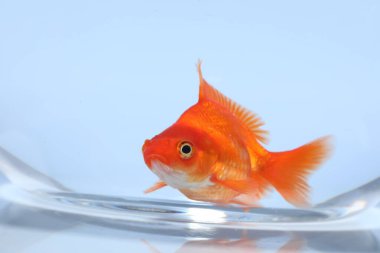 Akvaryumda yüzen altın balıklar açık gri arka planda temiz suyla yakın plan