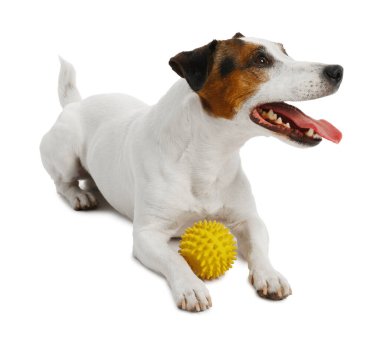 Beyaz arka planda oyuncakla oynayan sevimli bir köpek. Sevimli hayvan