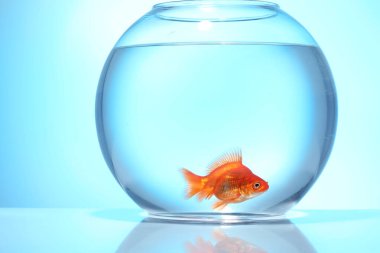 Akvaryumda yüzen altın balıklar açık mavi zemin üzerinde temiz suyla