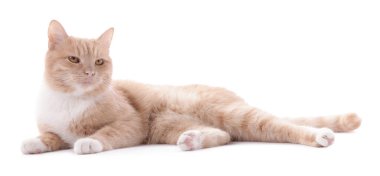 Beyaz arka planda sevimli kızıl kedi. Sevimli hayvan.