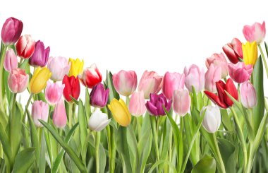 Beyaz arka planda güzel, parlak lale çiçekleri