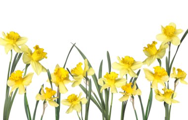 Beyaz arkaplanda güzel sarı nergis çiçekleri