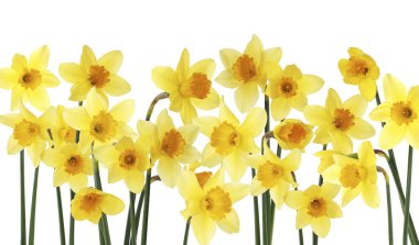 Beyaz arkaplanda güzel sarı nergis çiçekleri