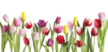 Beyaz arka planda güzel, parlak lale çiçekleri