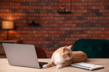 Ev ofisindeki masada dizüstü bilgisayarın yanında sevimli bir kedi var.