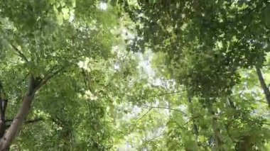 Yeşil yapraklı ağaç dalları açık havada, kamera ilerliyor.