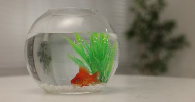 Akvaryumdaki akvaryumda Japon balığı, kapalı masa, yakın plan.