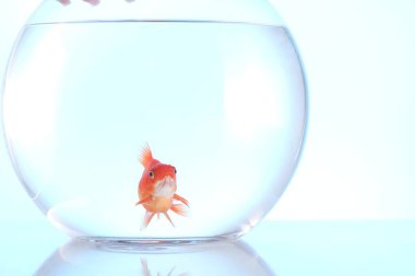 Akvaryumda yüzen altın balıklar açık mavi arka planda temiz suyla, yakın plan