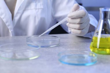Bilim adamı, laboratuardaki masada petri kabından pipetle numune alıyor, yakın plan.