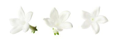 Güzel, küçük yasemin çiçekleri beyazlar üzerinde izole edilmiş.