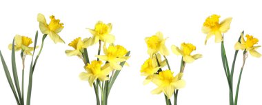 Aromatik sarı nergis çiçekleri beyaz arka planda, set