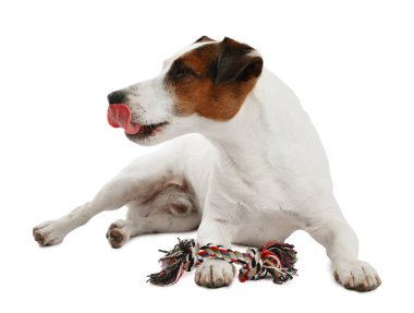 Beyaz arka planda oyuncakla oynayan sevimli bir köpek. Sevimli hayvan