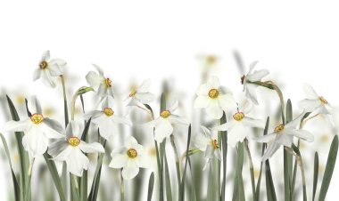 Beyaz arka planda güzel taze nergis çiçekleri