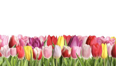 Beyaz arka planda güzel, parlak lale çiçekleri