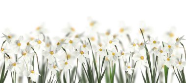 Beyaz arka planda güzel taze nergis çiçekleri