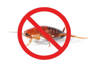 Haşere kontrolü. Beyaz arka planda kırmızı yasak işareti olan hamamböceği.