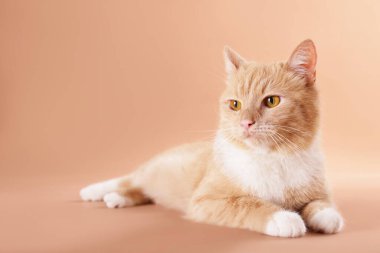 Bej arka planda sevimli bir kedi, metin için boşluk