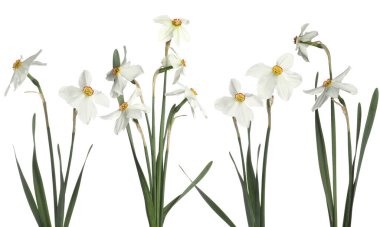 Beyaz arkaplanda Aromatik nergis çiçekleri, set