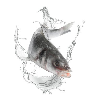 Sudaki levrek balığı beyaz zemine sıçrar