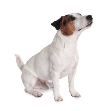 Beyaz arka planda oturan şirin Jack Russell Terrier köpeği.