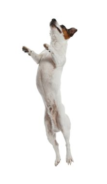 Oyuncağı olan kadın köpeğini beyaz arka planda eğitiyor, yakın plan. Sevimli hayvan