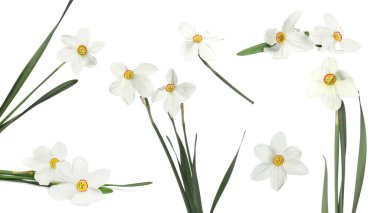 Beyaz arkaplanda Aromatik nergis çiçekleri, set