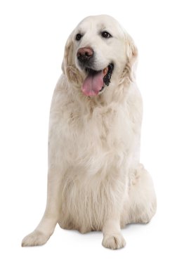 Beyaz arka planda sevimli Golden Retriever köpeği