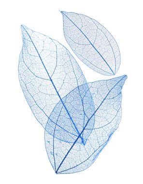 Güzel iskeletleşmiş yapraklar beyaz, üst manzara