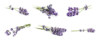 Beyaz arka planda güzel lavanta çiçekleri, kolaj