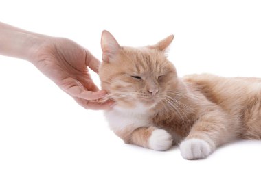 Sahibi beyaz arka planda sevimli kızıl kediyi okşuyor.