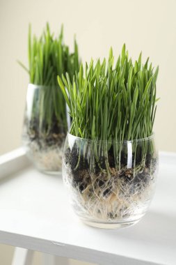 Beyaz rafta bej arka planda şeffaf kaplarda buğday çimeni, yakın plan