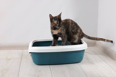 İçerideki çöp tepsisinde şirin bir kedi.