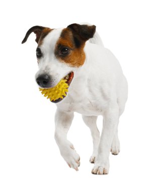 Beyaz arka planda oyuncakla oynayan sevimli bir köpek. Sevimli hayvan