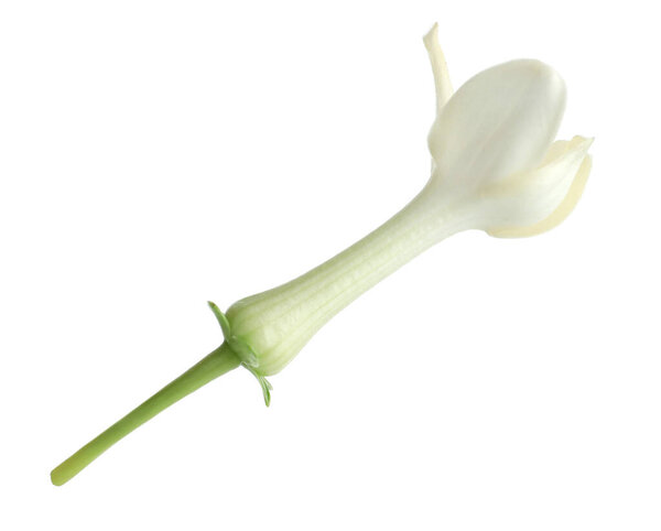 Beautiful aromatic jasmine flower isolated on white
