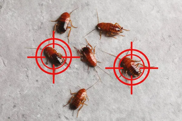 Hamamböcekleri ve gri yüzeyde kırmızı hedef sembolleri, üst manzara. Haşere kontrolü