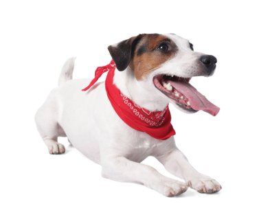Beyaz arka planda kırmızı bandanalı şirin Jack Russell Terrier köpeği.