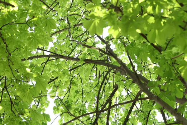 Arka planda yeşil yaprakları olan güzel ağaç taç, yakın plan.