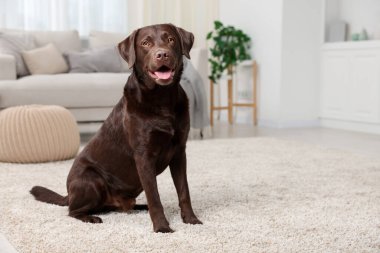 Evde şirin bir köpek var, mesaj için yer var. Sevimli hayvan