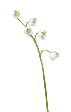 Vadinin güzel kokulu çiçekleri beyazlar üzerinde izole edilmiş.